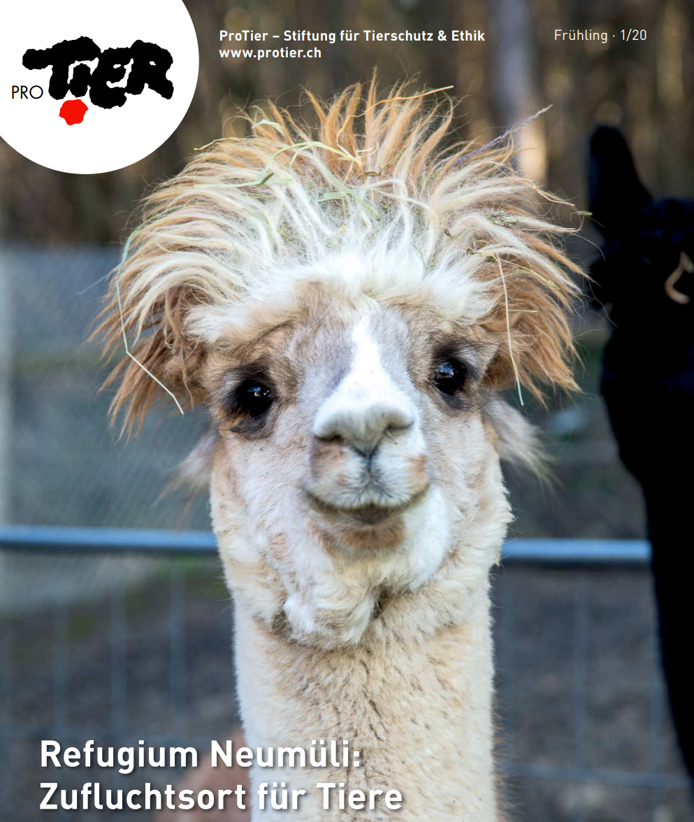 Read more about the article Das Refugium Neumüli im ProTier-Magazin