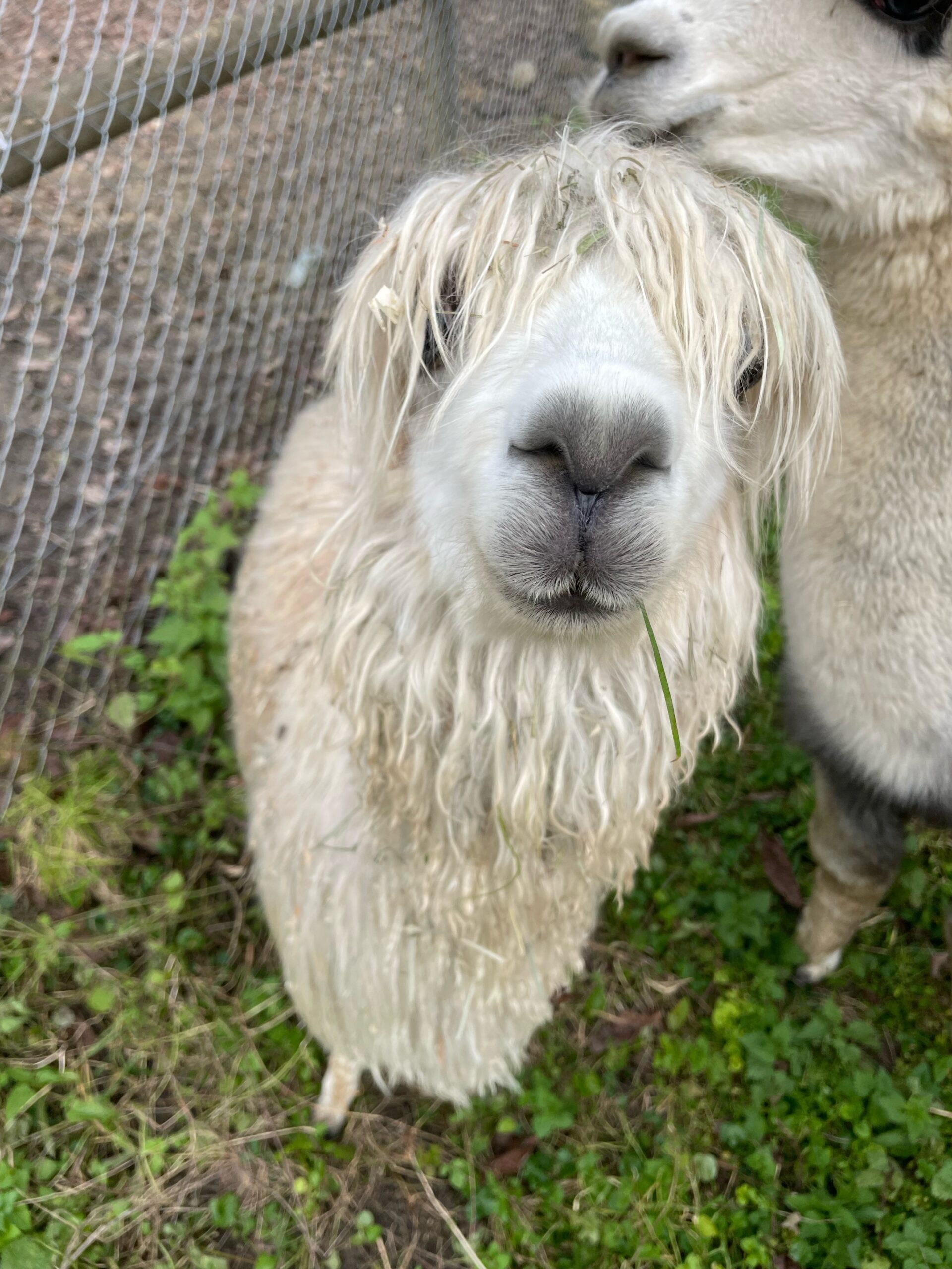 Read more about the article Miguel kämpft um den Titel “charmantestes Lama oder Alpaka der Region”